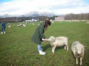 北海道牧場民宿